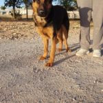 Photo de BOMBON, un lévrier à adopté
