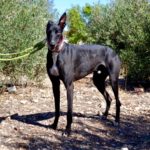 Photo de CORONEL, un lévrier à adopté