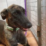 Photo de DINA, un lévrier à adopté