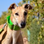 Photo de DOLAR, un lévrier à adopté