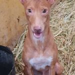 Photo de FREDY, un lévrier à adopté