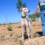 Photo de NIEVES, lévrier qui à été adopté