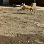 Photo de RICKY, un lévrier à adopté