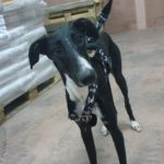 Photo de TINO, un lévrier à adopté