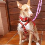 Photo de VALENTINA, un lévrier à adopté