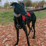 Photo de BLUME, un lévrier à adopté