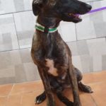 Photo de DINA, un lévrier à adopté