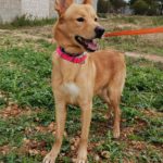 Photo de PANCHO, un lévrier à adopté