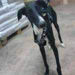 Photo de TINO, un lévrier à adopté