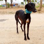 Photo de VANIA, un lévrier à adopté
