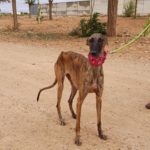 Photo de VELA, un lévrier à adopté