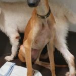 Photo de VIKA, un lévrier à adopté