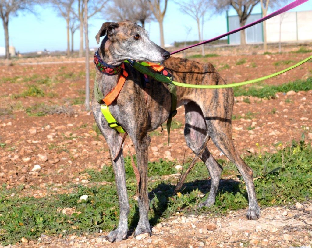 Photo de CANASTERA, un lévrier en attente d adoption