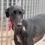 Photo de GUINEA, lévrier qui à été adopté