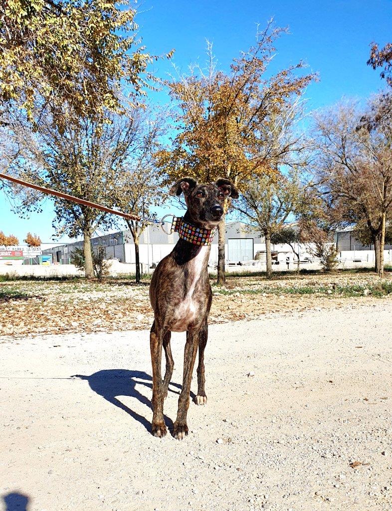 Photo de LIA, un lévrier en attente d adoption