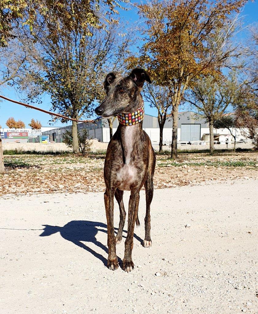 Photo de LIA, un lévrier en attente d adoption