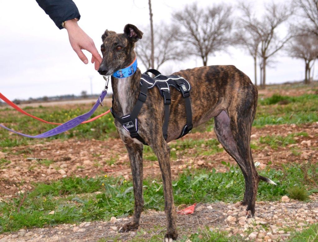 Photo de LIA, un lévrier en attente d adoption