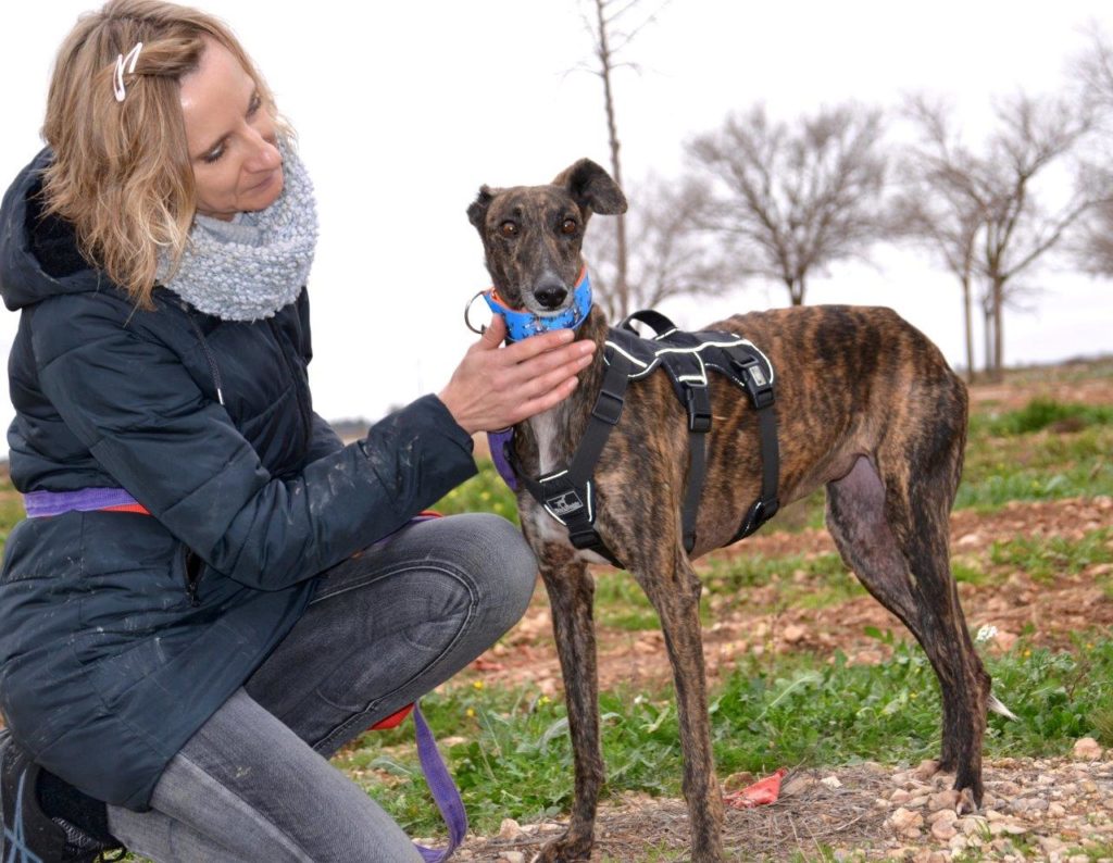 Photo de LIA, un lévrier en attente d adoption