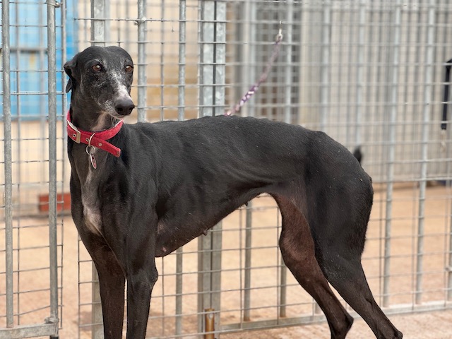 Photo de MARTIRIO, un lévrier en attente d adoption