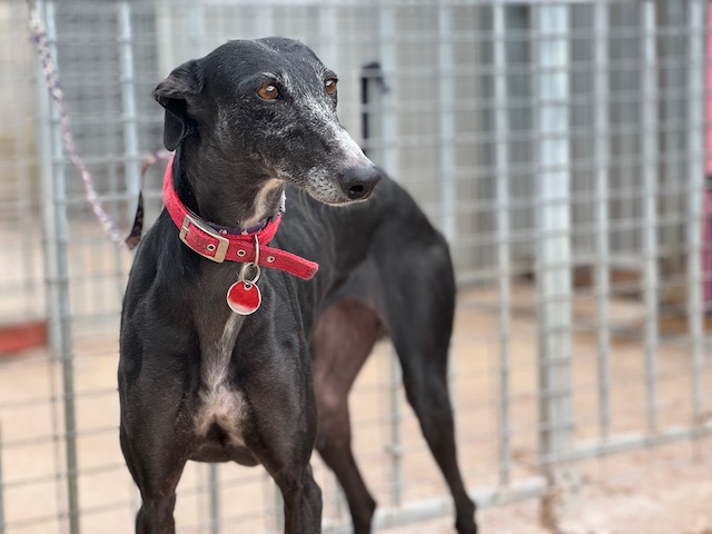 Photo de MARTIRIO, un lévrier en attente d adoption