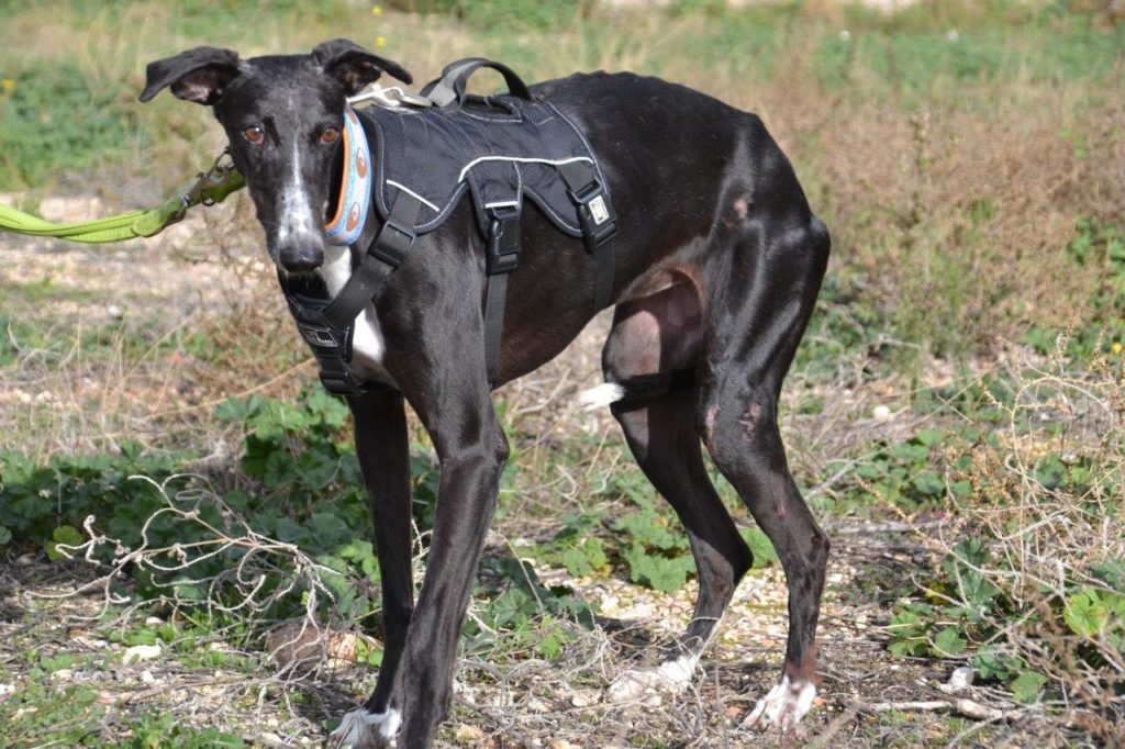 Photo de REMENY, un lévrier en attente d adoption