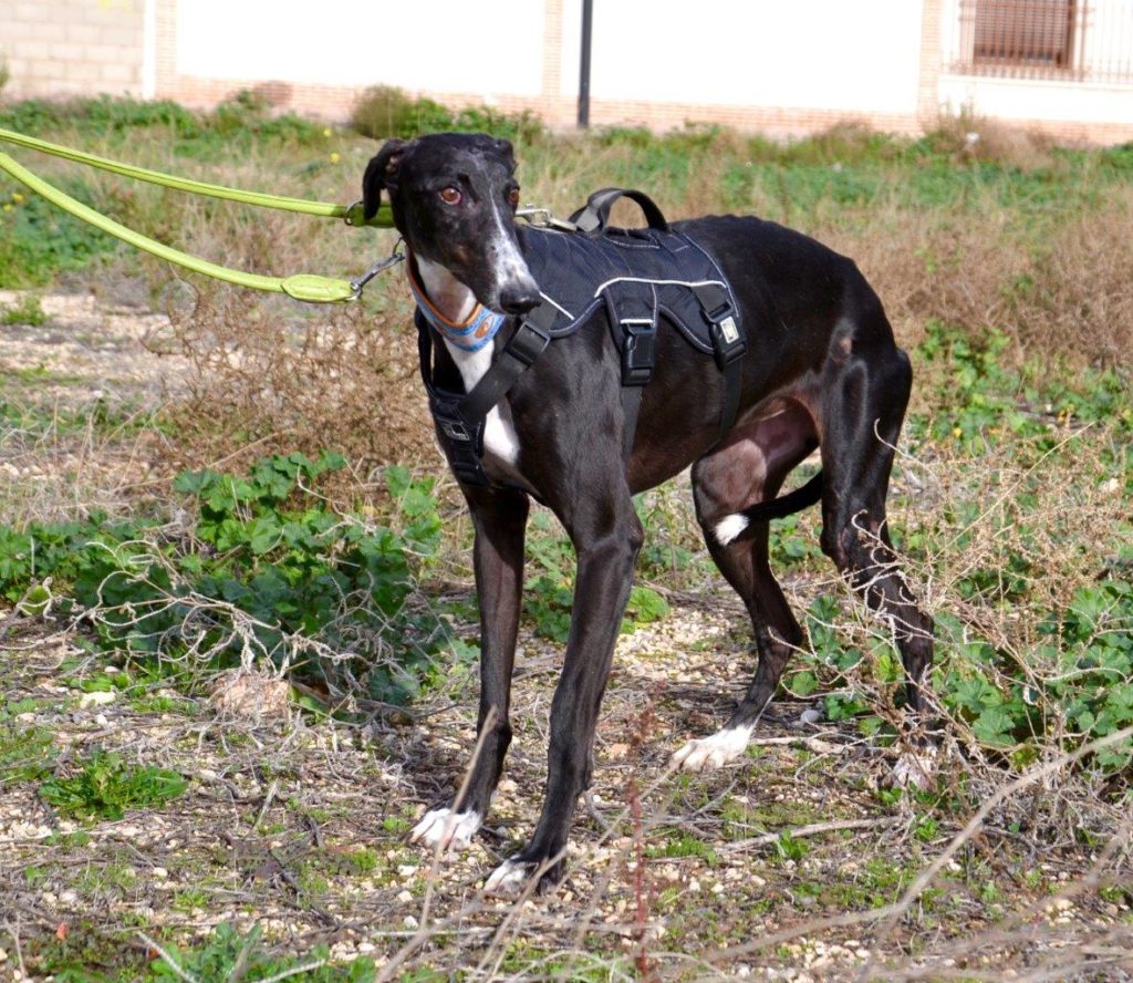 Photo de REMENY, un lévrier en attente d adoption