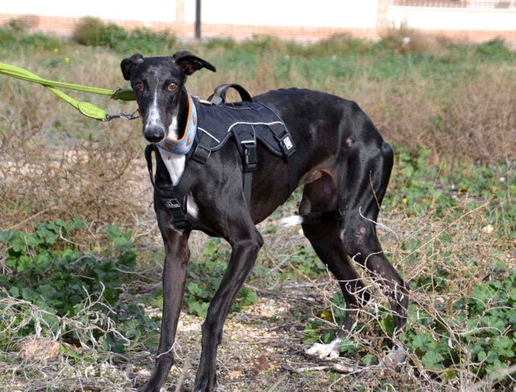 Photo de REMENY, un lévrier en attente d adoption