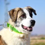 Photo de TINA, lévrier qui à été adopté
