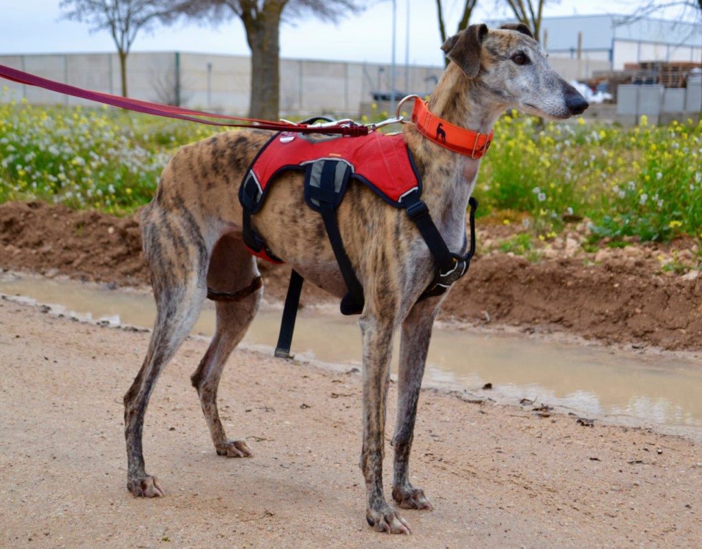 Photo de SADALADA, un lévrier en attente d adoption