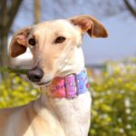 Photo de ASTRIZ, lévrier qui à été adopté