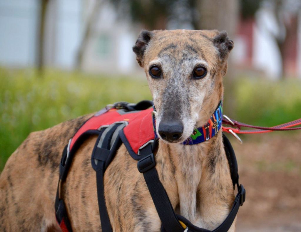 Photo de IRIS, un lévrier en attente d adoption