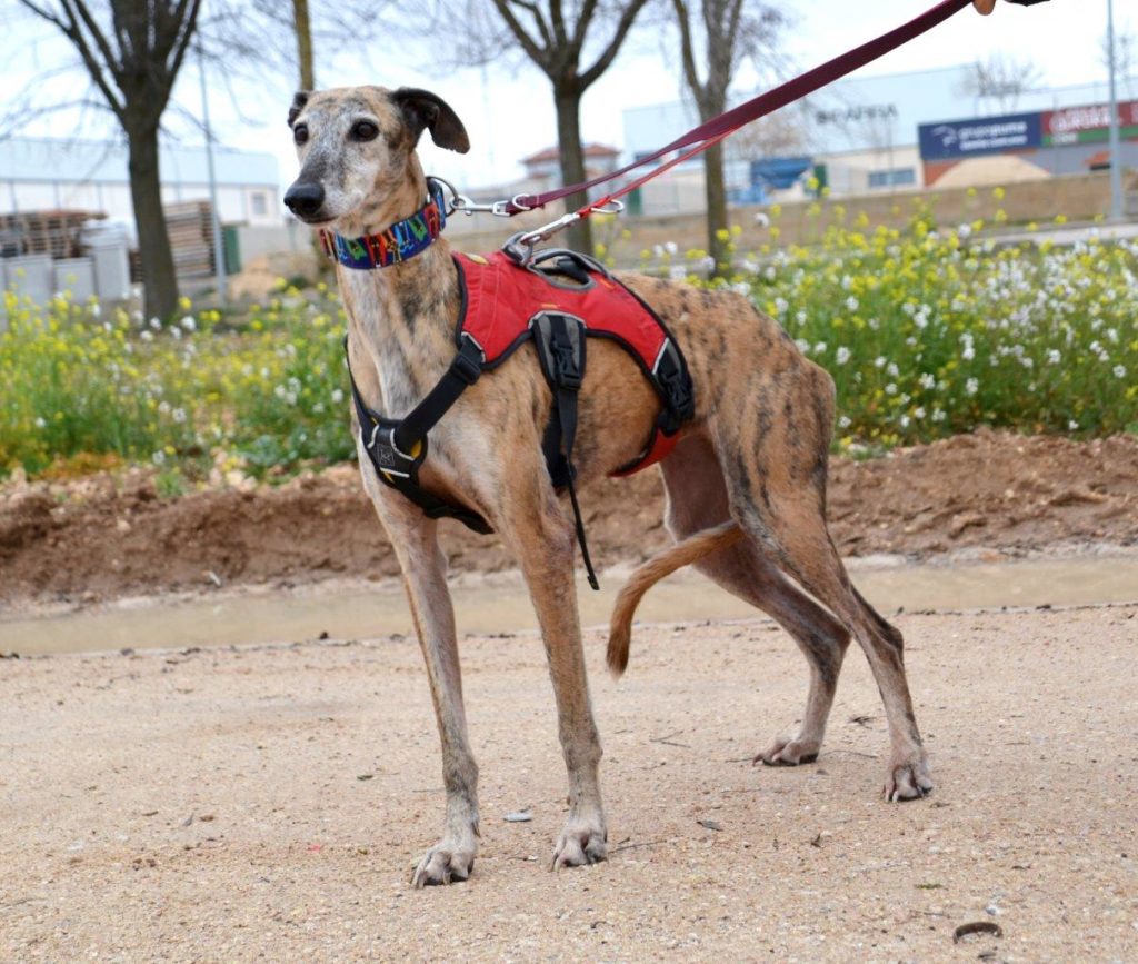 Photo de IRIS, un lévrier en attente d adoption