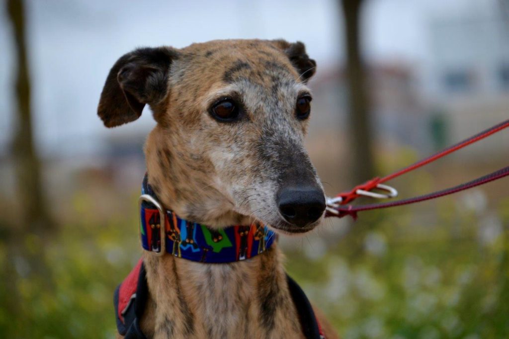 Photo de IRIS, un lévrier en attente d adoption