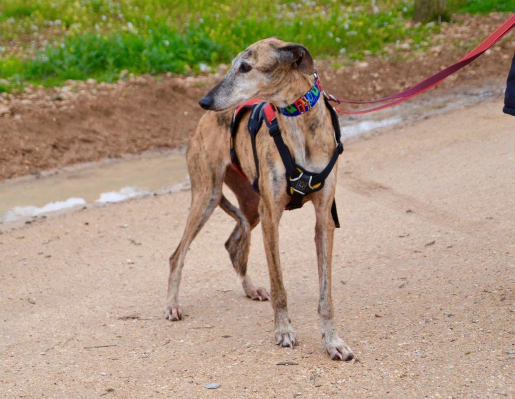 Photo de IRIS, un lévrier en attente d adoption