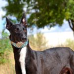 Photo de HONDO, un lévrier à adopté