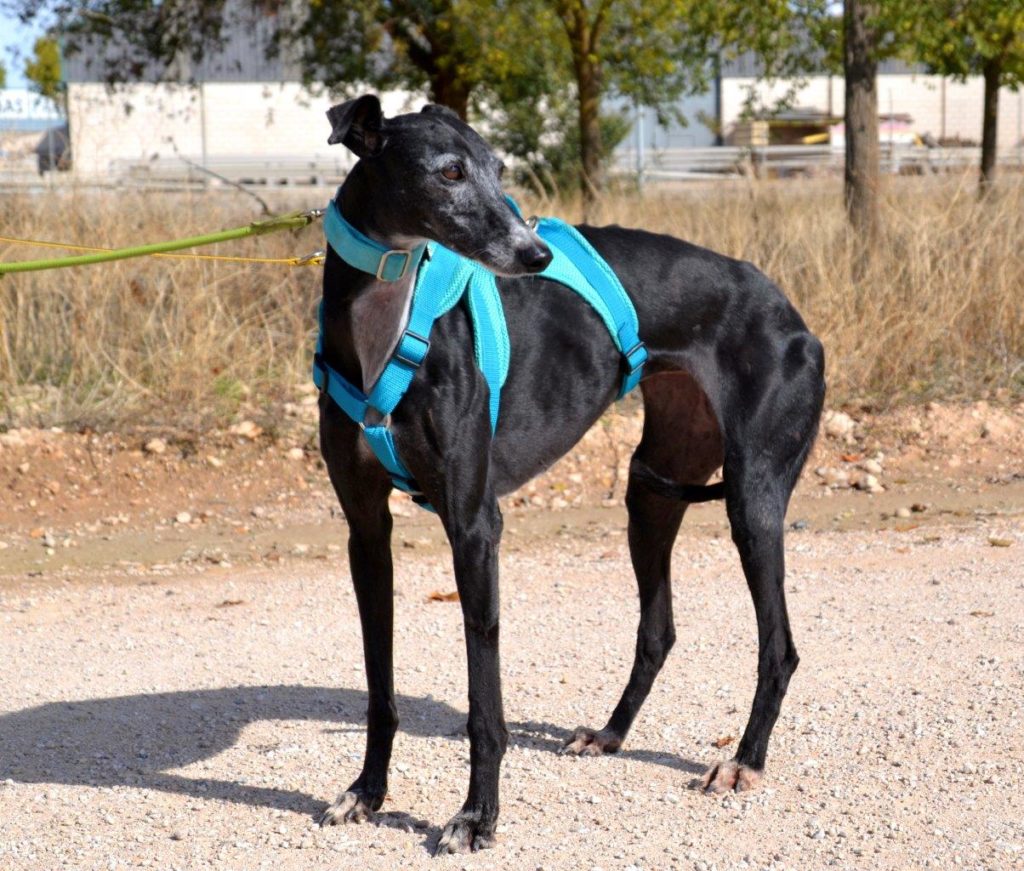 Photo de ANISA, un lévrier en attente d adoption