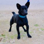 Photo de NOCILLA, lévrier qui à été adopté