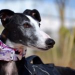 Photo de NOEL, un lévrier à adopté