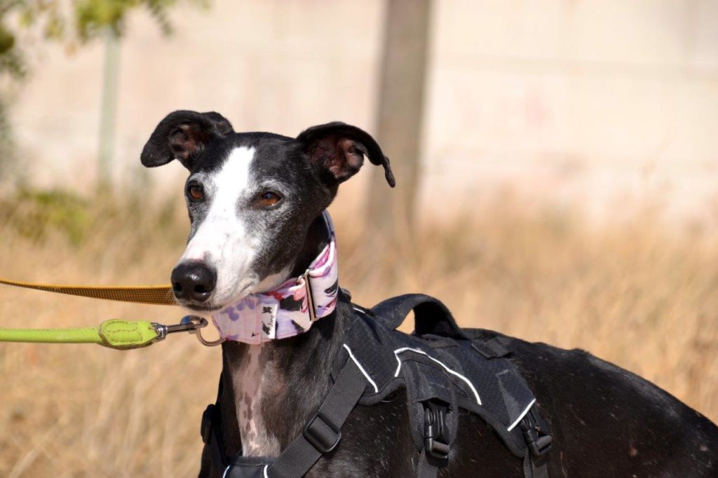 Photo de NOEL, un lévrier en attente d adoption