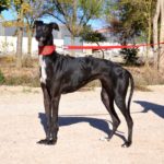 Photo de CAPRI, un lévrier à adopté