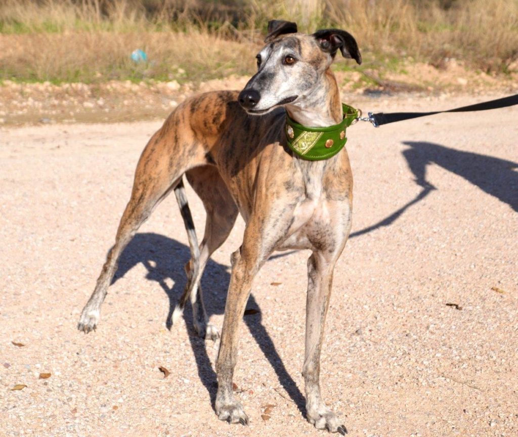 Photo de FLORIDA, un lévrier en attente d adoption