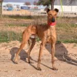 Photo de GASPAR, un lévrier à adopté