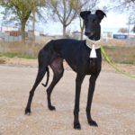 Photo de SANTA, lévrier qui à été adopté