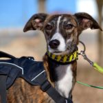 Photo de AGAPITA, un lévrier à adopté