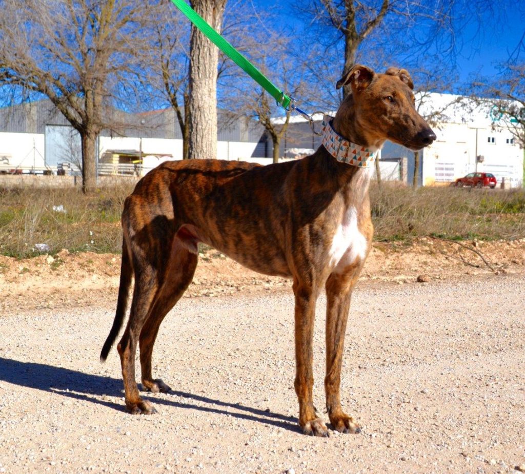 Photo de ALADINO, un lévrier en attente d adoption