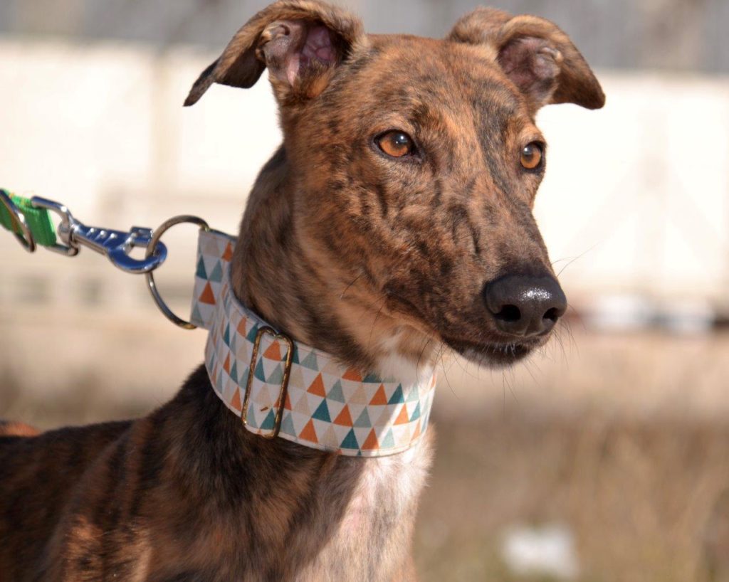 Photo de ALADINO, un lévrier en attente d adoption