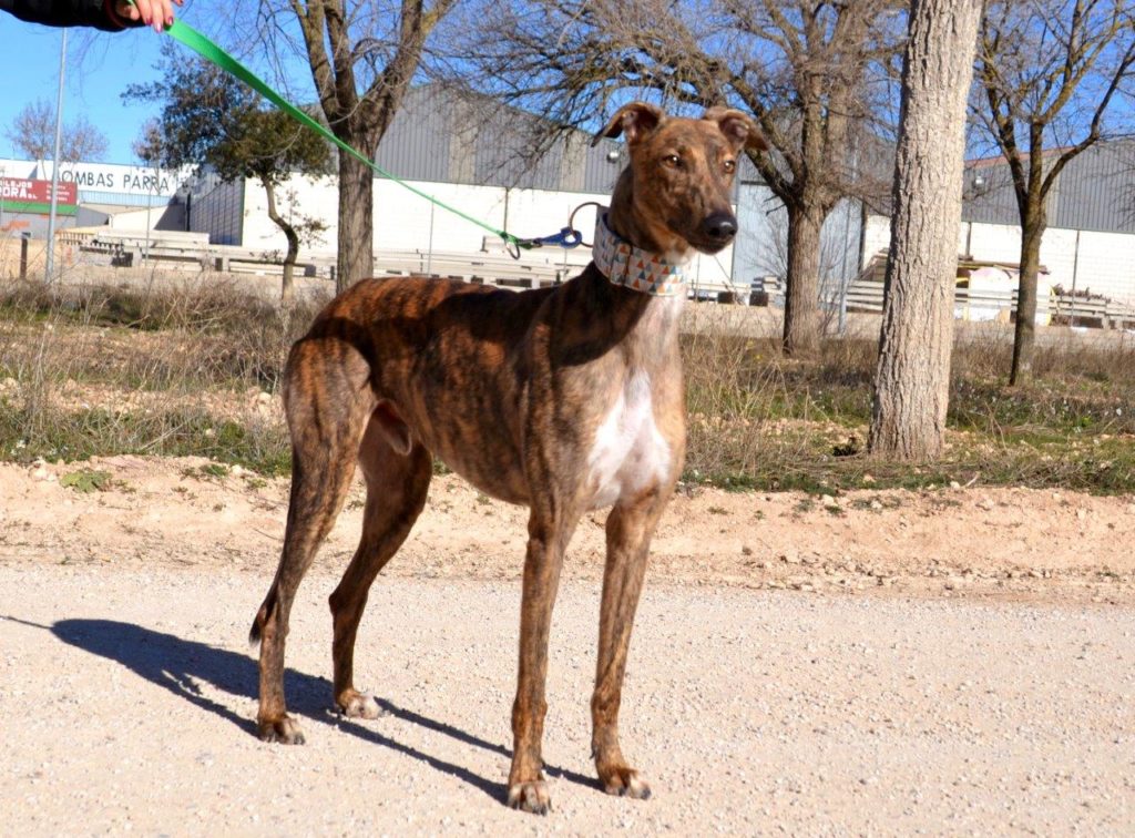 Photo de ALADINO, un lévrier en attente d adoption