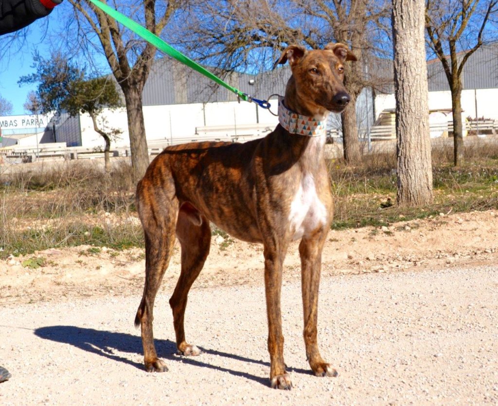 Photo de ALADINO, un lévrier en attente d adoption