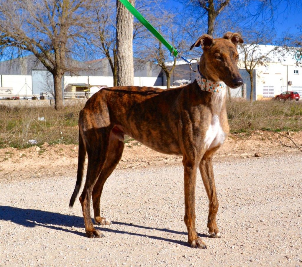 Photo de ALADINO, un lévrier en attente d adoption