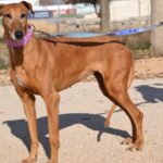 Photo de AVELLANA, un lévrier à adopté